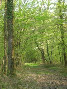 Le Ruisseau Chaud Forêt de la Double