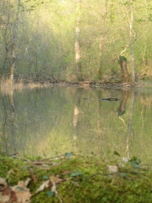 Le Ruisseau Chaud Forêt de la Double