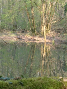 Le Ruisseau Chaud Forêt de la Double