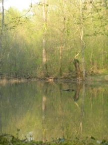 Le Ruisseau Chaud Forêt de la Double