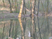 Le Ruisseau Chaud Forêt de la Double