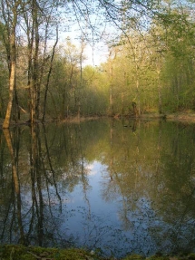 Le Ruisseau Chaud Forêt de la Double