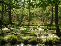 Le Ruisseau Chaud Forêt de la Double