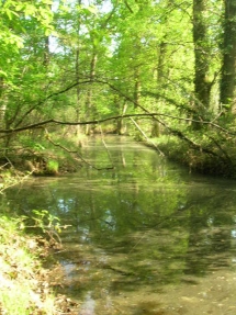 Le Ruisseau Chaud Forêt de la Double