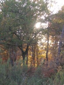 Le Ruisseau Chaud Forêt de la Double