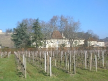 Le Ruisseau Chaud Les vignes à St Sulpice de Faleyrens