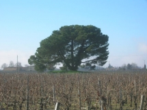 Le Ruisseau Chaud Les vignes à St Sulpice de Faleyrens