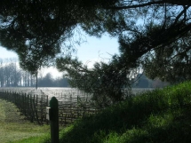 Le Ruisseau Chaud Les vignes à St Sulpice de Faleyrens