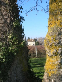 Le Ruisseau Chaud Les vignes à St Sulpice de Faleyrens